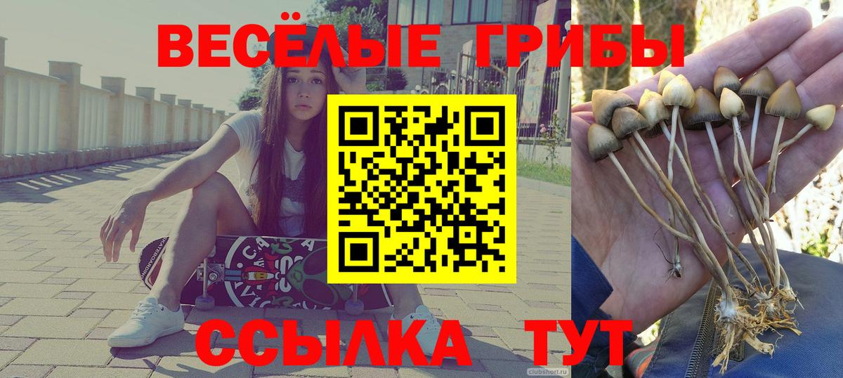 Псилоцибиновые грибы прущие грибы  Вход с VPN  продажа наркотиков  Заречный  Галлюциногенные грибы Cubensis 